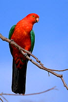 Australian King-Parrot male (Alisterus scapularis) Victoria, Australia