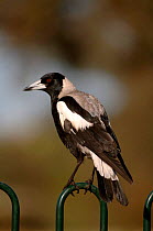 Australian / Black backed Magpie (Gymnorhina tibicen) Victoria, Australia