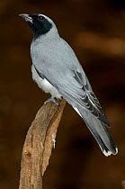 Black-faced Cuckoo-Shrike {Coracina novaehollandiae} Victoria, Australia