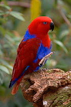 Eclectus Parrot (Eclectus roratus) female perched at breeding site, Queensland, Australia