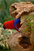 Eclectus Parrot (Eclectus roratus) female looking out from nest hole. Queensland, Australia