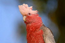 Galah cockatoo (Cacatua roseicapilla) portrait. Victoria, Australia