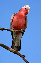 Galah cockatoo (Cacatua roseicapilla) Victoria, Australia