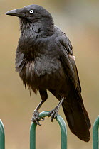 Little Raven (Corvus mellori) Victoria, Australia