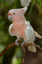 Major Mitchell's / Pink Cockatoo (Cacatua leadbeateri) Victoria, Australia