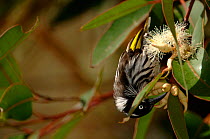 Yellow winged / New Holland Honeyeater (Phylidonyris novaehollandiae) drinking nectar from eucalyptus blossom. Victoria, Australia
