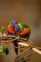 Rainbow Lorikeets (Trichoglossus haematodus) courtship preening. Victoria, Australia