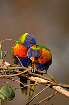 Rainbow Lorikeets (Trichoglossus haematodus) courtship preening. Victoria, Australia