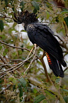 Red-tailed Black-Cockatoo (Calyptorhynchus banksii) female. Victoria, Australia