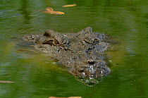 Saltwater Crocodile (Crocodylus porosus) submerged. Queensland, Australia