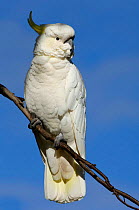 Sulphur-Crested Cockatoo (Cacatua galerita)Victoria, Australia