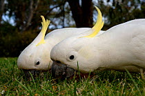 Sulphur-Crested Cockatoos (Cacatua galerita) feeding on grass, Victoria, Australia