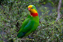 Superb Parrot (Polytelis swainsonii) feeding. Victoria, Australia