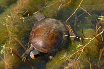 Saw-shelled Turtle (Elseya latisternum) Ross River, Queensland, Australia