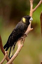 Yellow-tailed Black Cockatoo (Calyptorhynchus funereus) female calling. Victoria, Australia