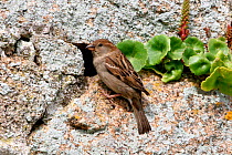 House / Common sparrow {Passer domesticus} female at nest hole in stone wall, St. Martins, Isles of Scilly, UK.