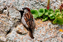 House / Common sparrow {Passer domesticus} cock at nest hole  in stone wall, St. Martins, Isles of Scilly, UK.