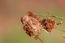 Greenfinch {Carduelis chloris} feeding on Lesser Burdock seeds {Arctium minus} Warwickshire, UK.
