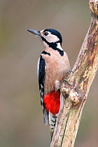 Great spotted woodpecker {Dendrocopos major} female, Warwickshire, UK.