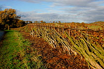 Country lane with newly cut and laid hedge, Warwickshire, UK.