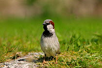 House / Common sparrow {Passer domesticus} on the ground, St. Marys, Isles of Scilly, UK.