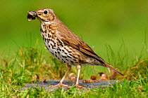 Song thrush {Turdus philomelos} with snail shell, St. Marys, Isles of Scilly, UK.