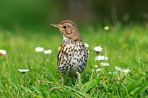 Song thrush {Turdus philomelos} on grass, St. Marys, Isles of Scilly, UK.