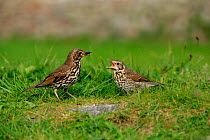Song thrush {Turdus philomelos} parent bird feeding chick on ground, St. Marys, Isles of Scilly, UK.