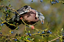 Wood Pigeon {Columba palumbus} on Blackthorn {Prunus spinosa} eating Sloe berries, Warwickshire, UK.