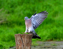 Wood pigeon {Columba palumbus} landing on a log, Warwickshire, UK.