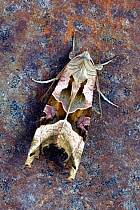 Angle shades (Phlogophora meticulosa) moth on stone, Cornwall, UK.