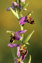 Bee orchid (Ophrys apifera) Cornwall, UK.