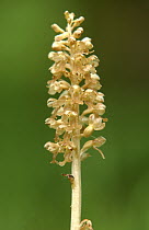 Bird's nest orchid (Neottia nidis-avis). Devon, UK - saprophytic plant