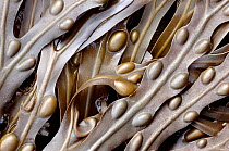Bladder wrack (Fucus vesiculosus) seaweed. Cornwall, UK.