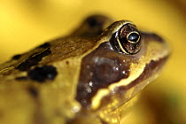 Common frog (Rana temporaria) portrait. Cornwall, UK