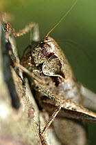Dark / Bog bush cricket (Metrioptera brachyptera) Cornwall, UK.