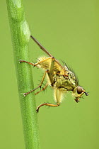 Yellow dung-fly (Scatophaga stercoraria) Cornwall, UK