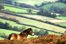 RF- Exmoor pony on Exmoor, Somerset, UK.