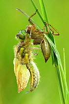 Four spotted chaser dragonfly (Libellula quadrimaculata) newly emerged from nymph case. Cornwall, UK