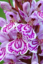 Spotted heath orchid (Dactylorhiza maculata)  flowers Devon, UK