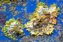Lichen (Xanthoria parientina) growing on paint of tractor trailer. Devon, UK.