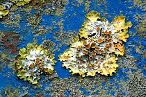 Lichen (Xanthoria parientina) growing on paint of tractor trailer. Devon, UK.