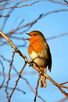 Robin (Erithacus rubecula) singing in winter. Cornwall, UK