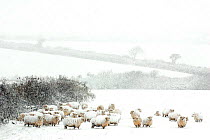 Domestic Sheep {Ovis aries} in winter blizzard, nr Bradworthy, Devon, UK