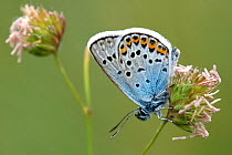 Silver studded blue (Plebejus argus) butterfly. Cornwall, UK.