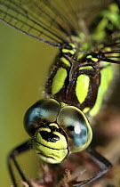 Southern hawker dragonfly (Aeshna cyanea) close-up. Cornwall, UK.