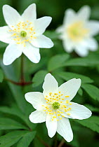 RF- Wood anemone (Anemone nemorosa) flowers. Devon, UK (This image may be licensed either as rights managed or royalty free.)
