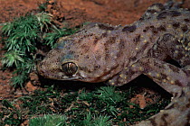 Turkish / Mediterranean gecko {Hemidactylus turcicus turcicus} introduced to Florida, USA.