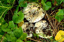 Milkcap toadstools {Lactarius resimus} Russia.