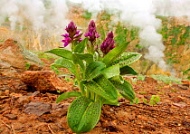 Keyflower orchid {Dactylorhiza aristata} in flower, with geothermal steam in background, Valley of the Geysers, Kronotsky Zapovednik Reserve, Kamchatka, Russia.  Note - The orchid flowers earlier in t...